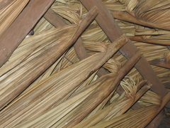 Ototylomys phyllotis