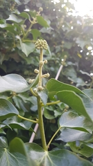 Hedera helix