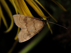 Udea fulvalis