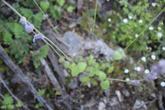 Salvia lasiocephala