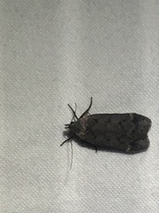 Anacampsis innocuella