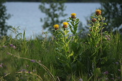 Centaurea macrocephala