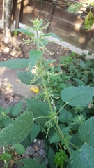 Urtica dioica