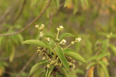 Lippia hirsuta
