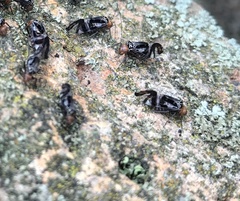 Cerastipsocus trifasciatus