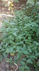 Urtica dioica