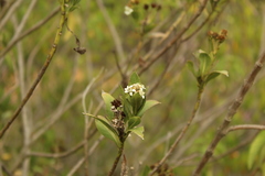Verbesina centroboyacana
