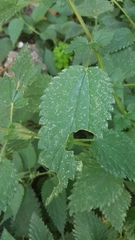 Urtica dioica