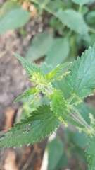 Urtica dioica