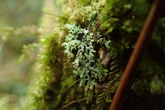 Menegazzia nothofagi