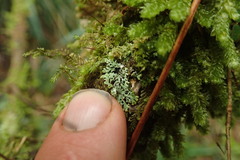 Menegazzia nothofagi