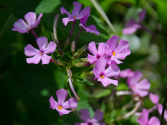 Phlox carolina