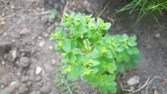 Euphorbia peplus