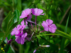 Phlox carolina