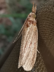 Ematheudes punctella