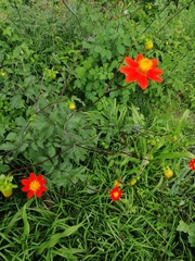 Dahlia coccinea