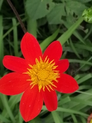 Dahlia coccinea
