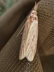 Ematheudes punctella