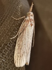 Ematheudes punctella