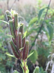 Oenothera rubricaulis