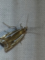 Crambus bidens