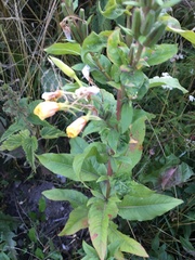 Oenothera rubricaulis