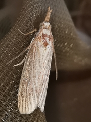 Ematheudes punctella