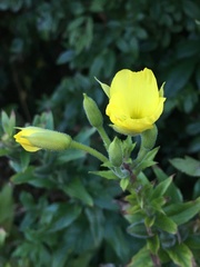 Oenothera rubricaulis