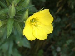 Oenothera rubricaulis
