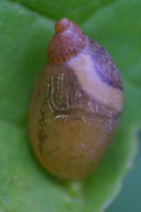 Succineoidea