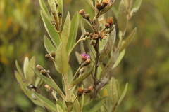 Lepidaploa karstenii