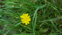 Leontodon