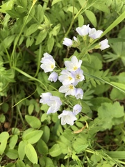 Polemonium pulcherrimum delicatum