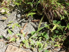 Darevskia derjugini silvatica