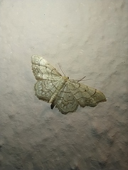 Idaea moniliata