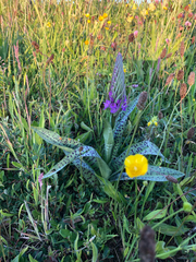 Dactylorhiza majalis