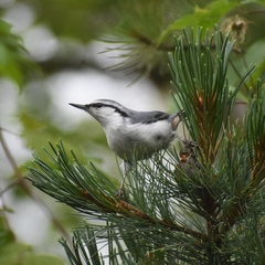 Sitta europaea albifrons