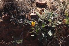 Arctotis bellidifolia