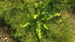 Taraxacum