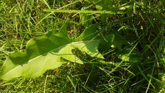 Taraxacum