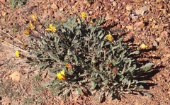 Arctotis bellidifolia