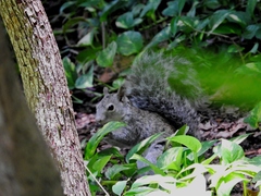 Sciurus yucatanensis yucatanensis