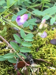 Astragalus bodinii
