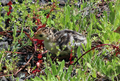 Meleagris gallopavo