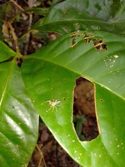 Tauala lepidus