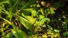 Trifolium pratense