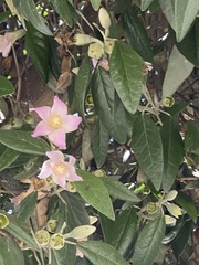 Lagunaria