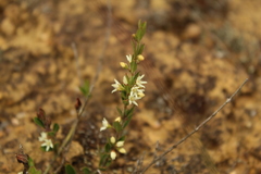 Scyphostelma