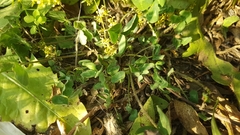 Trifolium pratense