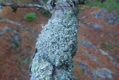 Punctelia perreticulata